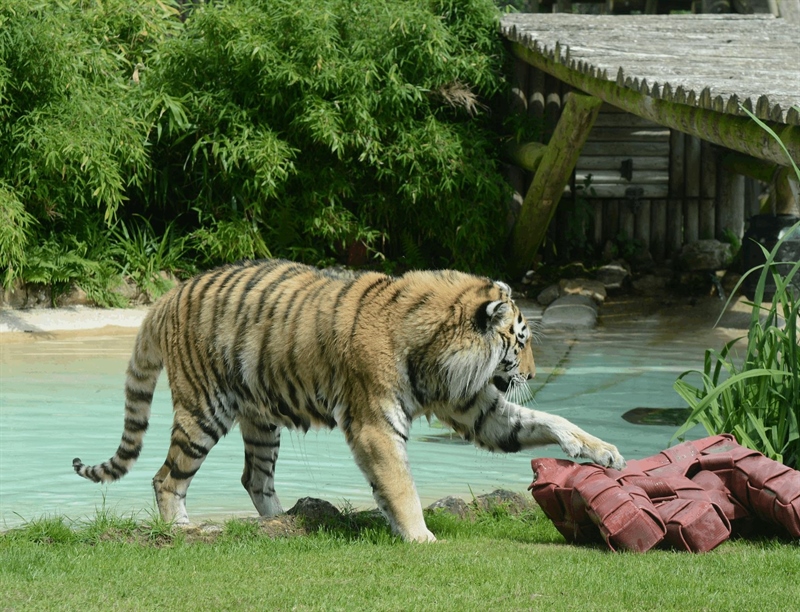 Howletts Wild Animal Park | Canterbury, England,UK | Travel BL