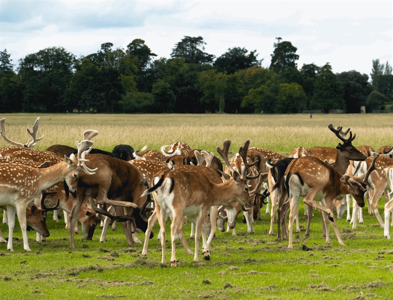 Phoenix Park | Dublin, Ireland | Travel BL