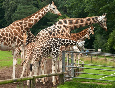 Fota Wildlife Park | Cork, Ireland | Travel BL