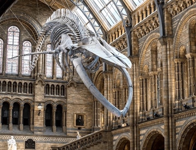 Natural History Museum | London, England,UK | Travel BL