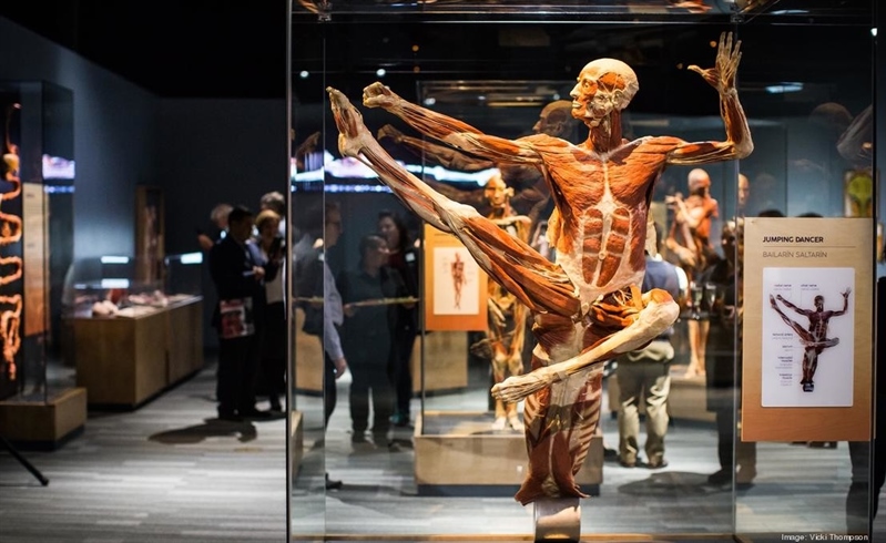 Amsterdam Body World | Amsterdam, Netherlands | Travel BL